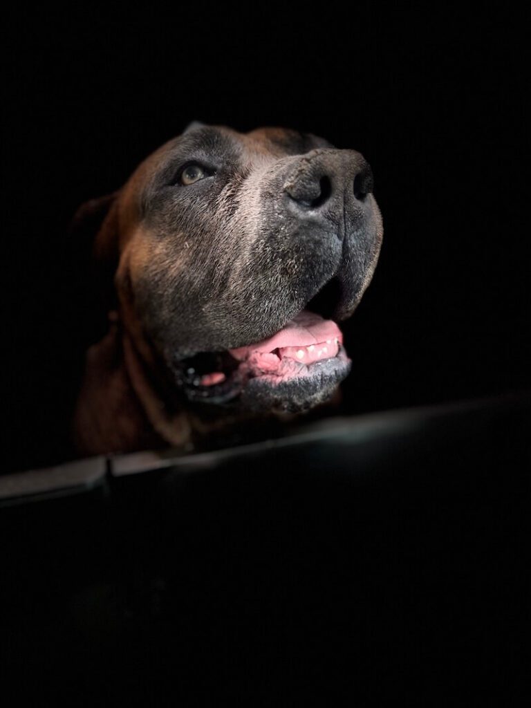 stylized photo of a dog being bathed with a heavy vignette applied