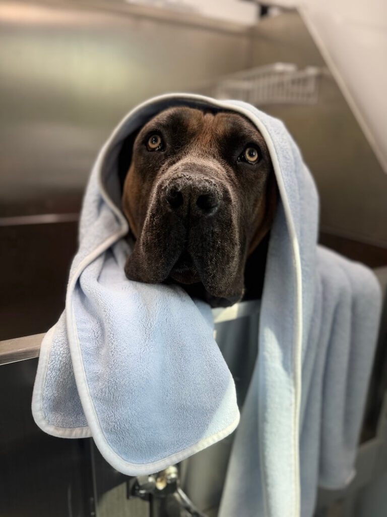 large dog wrapped in a towel after a bath