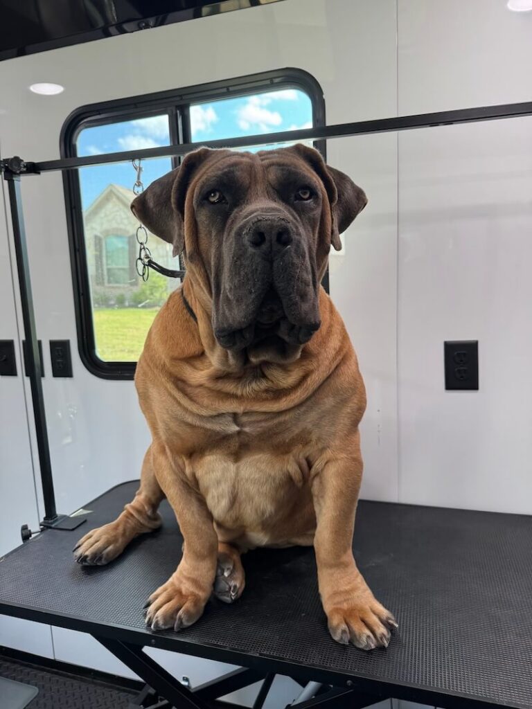 dog sitting on a grooming table at The Groomin' Cowboy Mobile Saloon