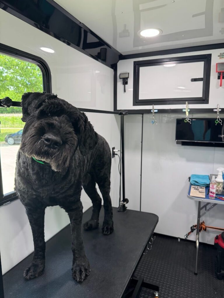 dog standing on a grooming table at The Groomin' Cowboy Mobile Saloon