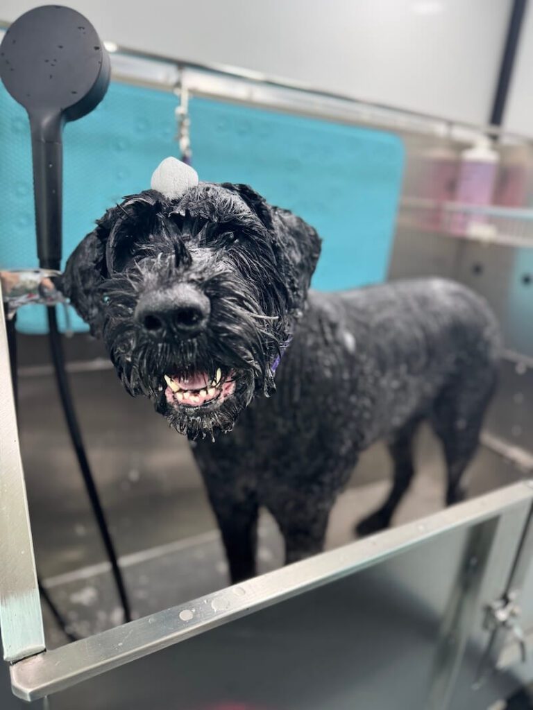 happy dog with a mound of foamy soap on their head at The Groomin' Cowboy Mobile Saloon