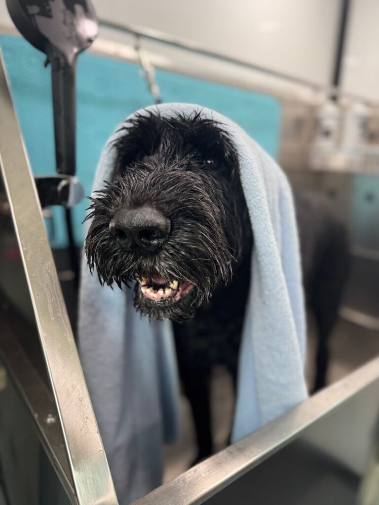happy dog wrapped in a towel after a bath