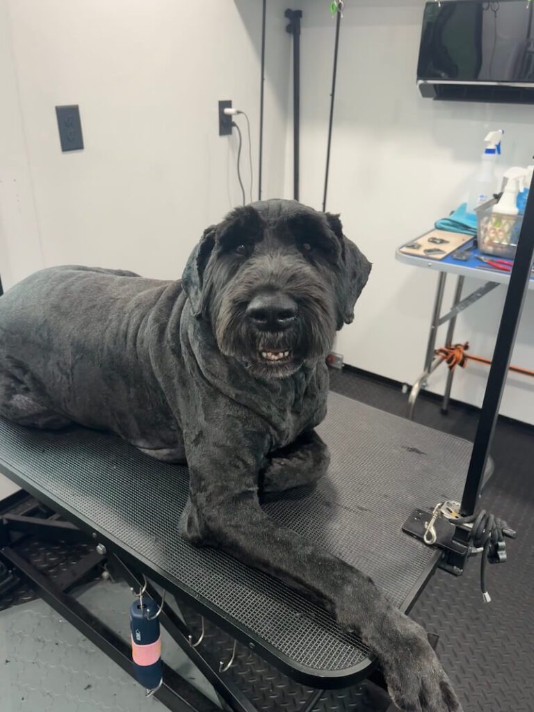 happy canine customer at The Groomin' Cowboy Mobile Saloon