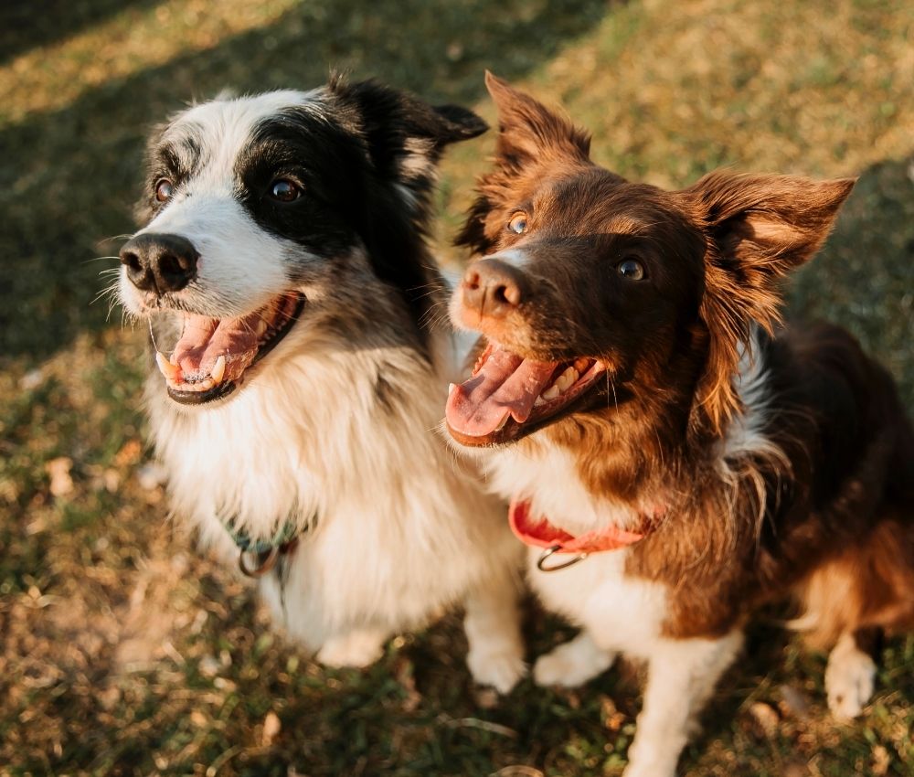 two-happy-dogs-outdoors-during-golden-hour-1000x850-1 cat in a towel